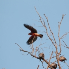 Eolophus roseicapillus at Marla, SA - 6 Jun 2022