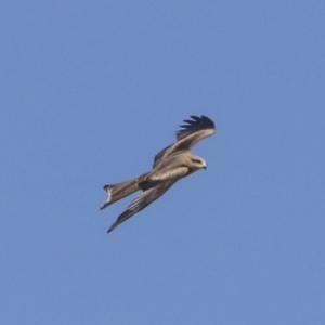 Milvus migrans at Coober Pedy, SA - 5 Jun 2022