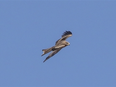 Milvus migrans (Black Kite) at Coober Pedy, SA - 5 Jun 2022 by AlisonMilton