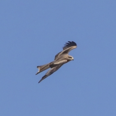 Milvus migrans (Black Kite) at Coober Pedy, SA - 5 Jun 2022 by AlisonMilton