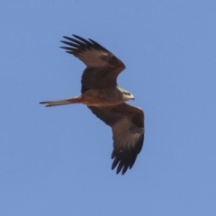 Milvus migrans at Coober Pedy, SA - 5 Jun 2022 03:11 PM
