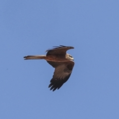 Milvus migrans at Coober Pedy, SA - 5 Jun 2022