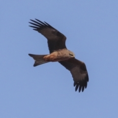 Milvus migrans at Coober Pedy, SA - 5 Jun 2022 03:11 PM