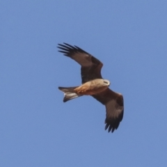 Milvus migrans at Coober Pedy, SA - 5 Jun 2022