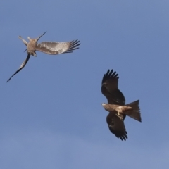 Milvus migrans (Black Kite) at Ghan, NT - 6 Jun 2022 by AlisonMilton