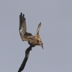 Milvus migrans at Ghan, NT - 6 Jun 2022 12:30 PM