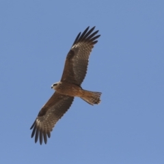 Milvus migrans at Ghan, NT - 6 Jun 2022 12:30 PM