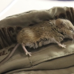 Unidentified Mouse (TBC) at Ghan, NT - 9 Jun 2022 by AlisonMilton
