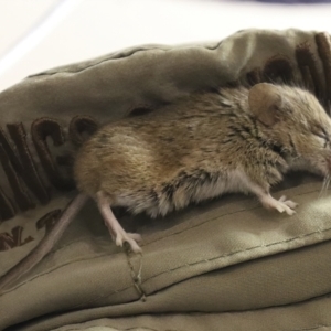Mus musculus (TBC) at suppressed by AlisonMilton