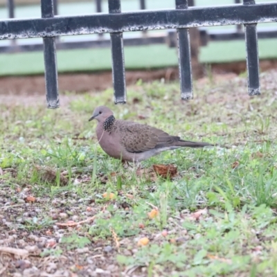 Spilopelia chinensis (Spotted Dove) at Desert Springs, NT - 6 Jun 2022 by AlisonMilton