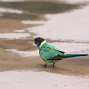 Barnardius zonarius at Desert Springs, NT - 6 Jun 2022