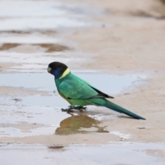 Barnardius zonarius at Desert Springs, NT - 6 Jun 2022