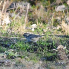 Pyrrholaemus sagittatus (Speckled Warbler) at Piney Ridge - 14 Jul 2022 by Harrisi