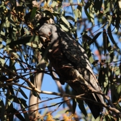 Callocephalon fimbriatum (Gang-gang Cockatoo) at Block 402 - 18 Jul 2022 by Harrisi