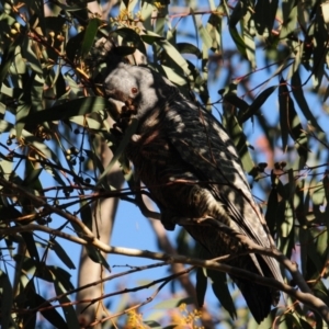 Callocephalon fimbriatum at Stromlo, ACT - suppressed