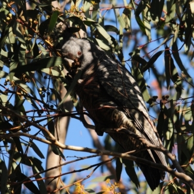 Callocephalon fimbriatum (Gang-gang Cockatoo) at Block 402 - 18 Jul 2022 by Harrisi