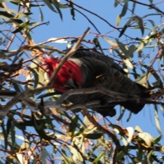 Callocephalon fimbriatum at Stromlo, ACT - suppressed