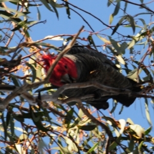 Callocephalon fimbriatum at Stromlo, ACT - suppressed