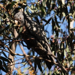 Callocephalon fimbriatum at Stromlo, ACT - suppressed