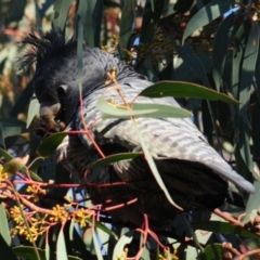 Callocephalon fimbriatum at Stromlo, ACT - suppressed