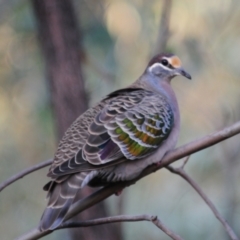 Phaps chalcoptera (Common Bronzewing) at Block 402 - 18 Jul 2022 by Harrisi