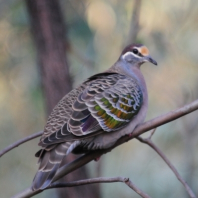 Phaps chalcoptera (Common Bronzewing) at Block 402 - 18 Jul 2022 by Harrisi