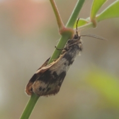 Anestia (genus) (A tiger moth) at Pollinator-friendly garden Conder - 16 Mar 2022 by michaelb