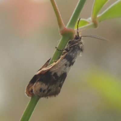 Anestia (genus) (A tiger moth) at Pollinator-friendly garden Conder - 16 Mar 2022 by michaelb