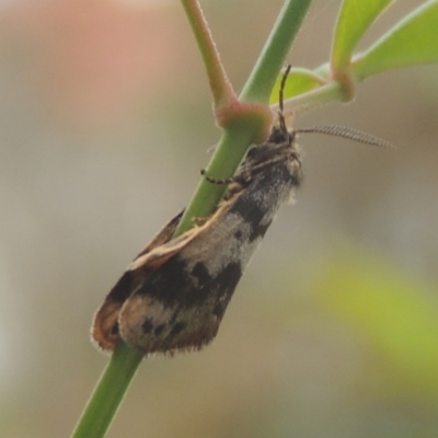 Anestia (genus) (A tiger moth) at Conder, ACT - 16 Mar 2022 by MichaelBedingfield