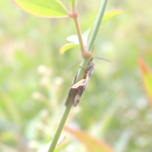 Anestia (genus) at Conder, ACT - 16 Mar 2022