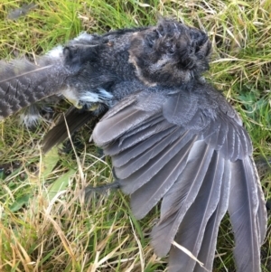 Aegotheles cristatus at Borough, NSW - 19 Jul 2022 12:34 PM