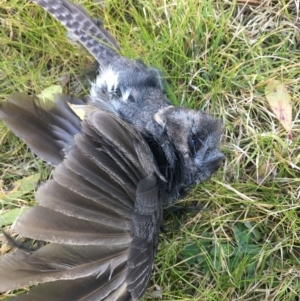 Aegotheles cristatus at Borough, NSW - 19 Jul 2022 12:34 PM