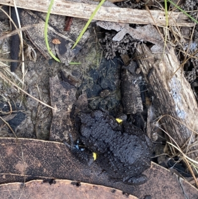 Pseudophryne bibronii (Bibron's Toadlet) at Callala Bay, NSW - 25 Sep 2021 by wpendrick