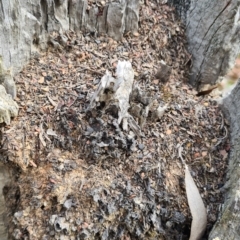 Papyrius sp. (genus) (A Coconut Ant) at Mount Jerrabomberra - 19 Jul 2022 by roachie