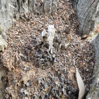 Papyrius sp. (genus) (A Coconut Ant) at Karabar, NSW - 19 Jul 2022 by roachie