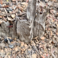 Papyrius sp. (genus) at Karabar, NSW - suppressed