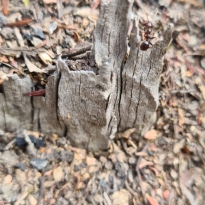 Papyrius sp. (genus) at Karabar, NSW - suppressed