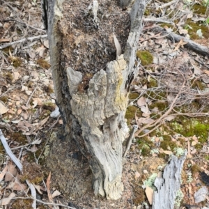 Papyrius sp. (genus) at Karabar, NSW - suppressed