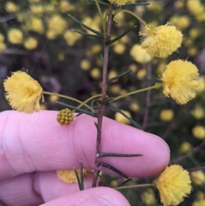 Acacia ulicifolia at Holbrook, NSW - 18 Jul 2022