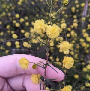 Acacia ulicifolia at Holbrook, NSW - suppressed