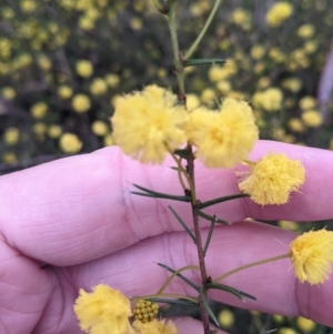 Acacia ulicifolia at Holbrook, NSW - suppressed