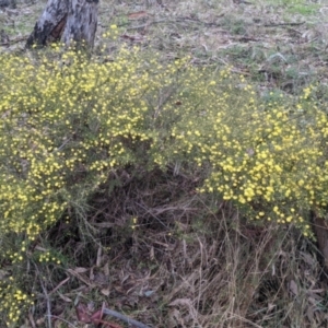 Acacia ulicifolia at Holbrook, NSW - suppressed