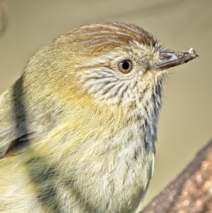 Acanthiza lineata (Striated Thornbill) at Stromlo, ACT - 18 Jul 2022 by Kenp12