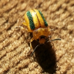 Calomela vittata (Acacia leaf beetle) at Yass River, NSW - 19 Jul 2022 by SenexRugosus