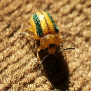 Calomela vittata at Yass River, NSW - 19 Jul 2022