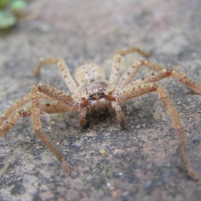 Isopeda sp. (genus) (Huntsman Spider) at Kambah, ACT - 16 Jul 2022 by MatthewFrawley