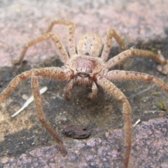 Isopeda sp. (genus) at Kambah, ACT - 16 Jul 2022