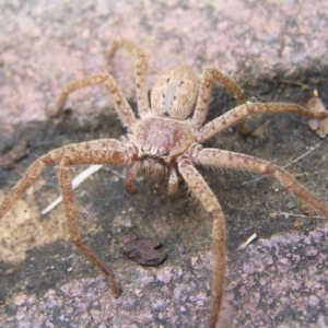 Isopeda sp. (genus) at Kambah, ACT - 16 Jul 2022