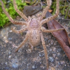Isopeda sp. (genus) at Kambah, ACT - 16 Jul 2022