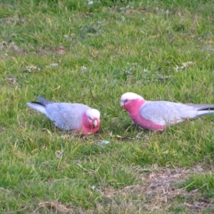 Eolophus roseicapilla at Kambah, ACT - 18 Jul 2022